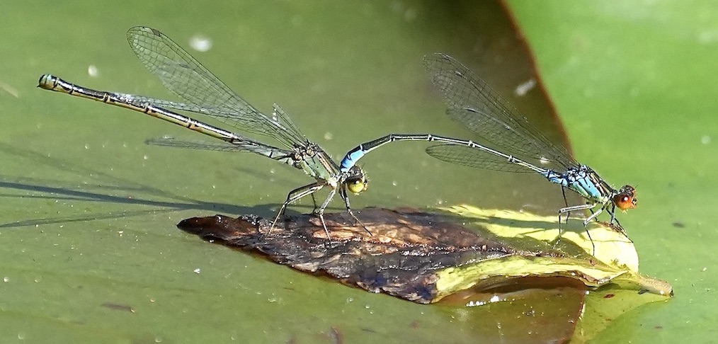 small red-eyed damselflies